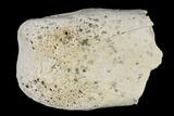 Partial, Theropod (Raptor) Toe Bone - North Dakota #153679-2